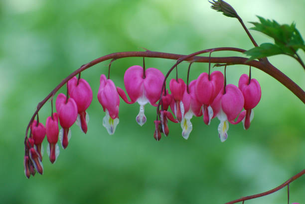 istock Gorgeous Bleeding Heart Flowers in Bloom 1136843821