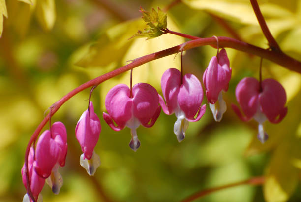 istock Gorgeous Bleeding Heart Flowers in Bloom 1136843867