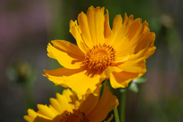 Brilliant Blooming Coreopsis Flower Blossoms stock photo
