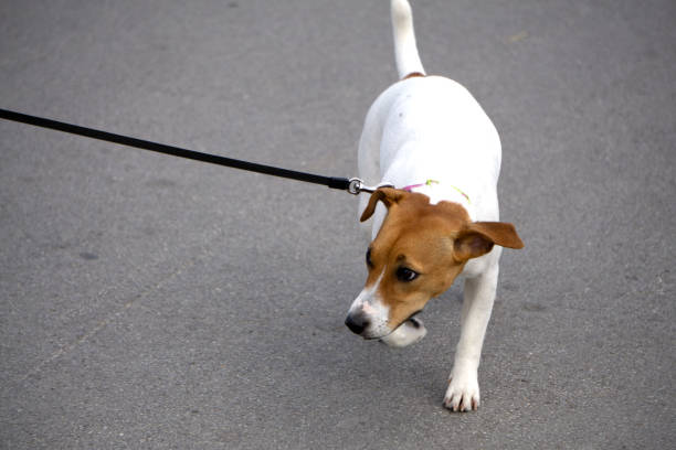 istock Jack Russel Parson Dog Run Toward The Camera Low Angle High Speed Shot . 1136844870