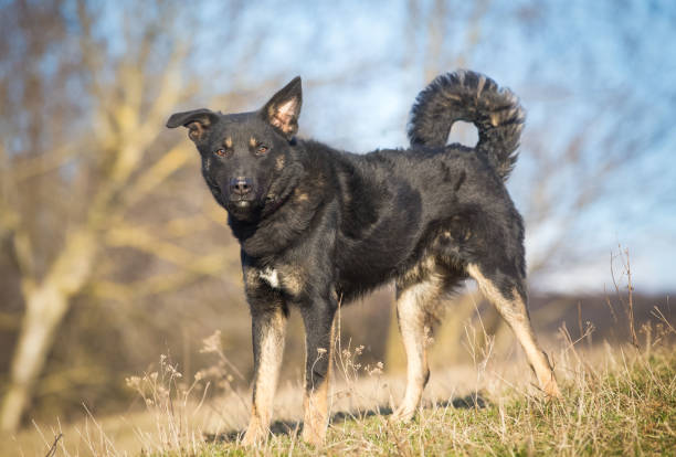 istock Happy adopted black dog, adopt don't shop 1136845286
