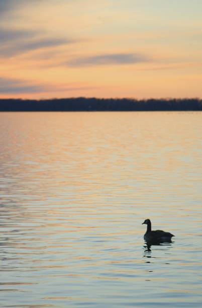 istock Goose on the lake 1136847120