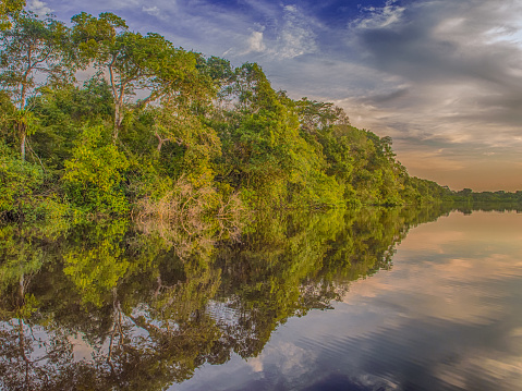 View of trees growing out of the water over the Soco lagoon in Amazonia. The border of Brazil and Peru