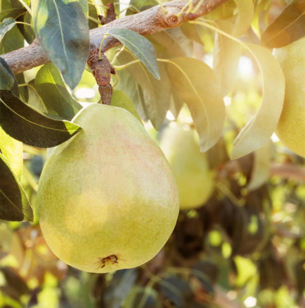 Sun shining on beautiful ripe d'anjou anjou pear fruit hanging from tree in orchard Sun shining on beautiful ripe d'anjou anjou pear fruit hanging from tree in orchard perfect pear stock pictures, royalty-free photos & images