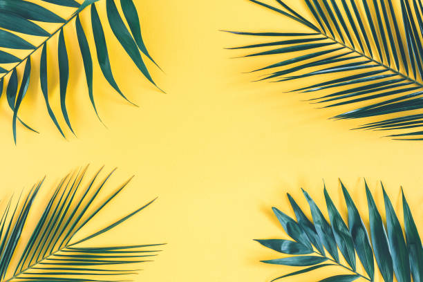 istock Summer composition. Tropical palm leaf on yellow background. Summer concept. Flat lay, top view, copy space 1136849731