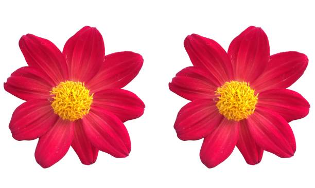 istock dahlia red  flower on white background 1136849798
