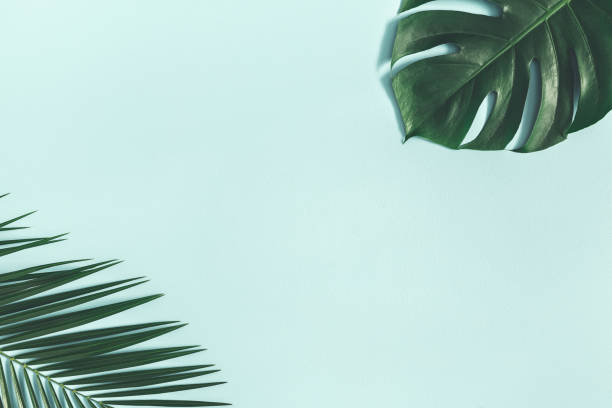 istock Summer composition. Tropical palm leaves on pastel blue background. Summer concept. Flat lay, top view, copy space 1136849806