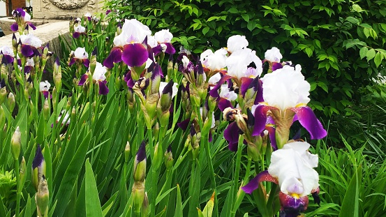 Group of Irises, located in Baltimore,MD.