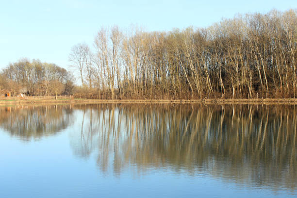 отражение лесных деревьев на поверхности воды - europe sunlight river sun стоковые фото и изображения