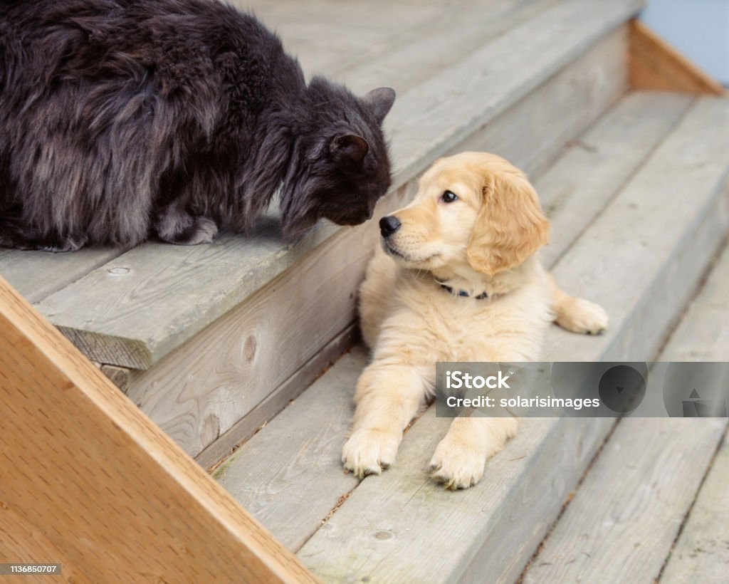Cute Funny Animal Friends Golden Retriever Puppy Dog And Cat Pets Stock  Photo - Download Image Now - iStock