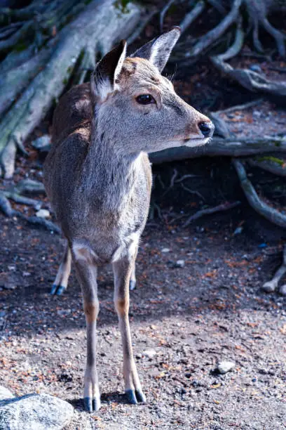 Photo of Sacred sika deers at park in the morning