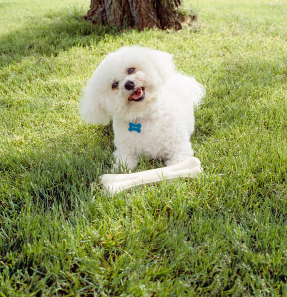 bonito, feliz, cão de bichon frise com a pele branca limpa que joga com mastigar o osso do brinquedo ao ar livre no gramado da grama - puppy dog toy outdoors - fotografias e filmes do acervo