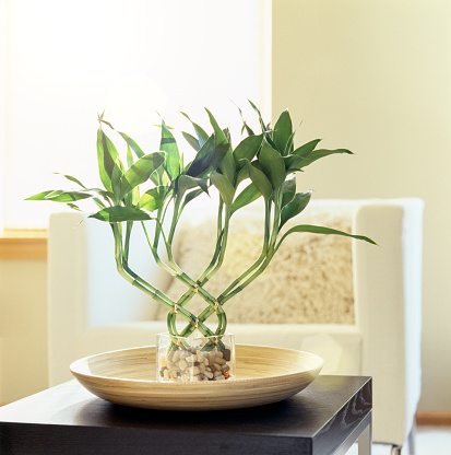 Window light shining on lucky bamboo houseplant in comfortable, modern living room. Fresh, bright, natural, contemporary home interior decor details.