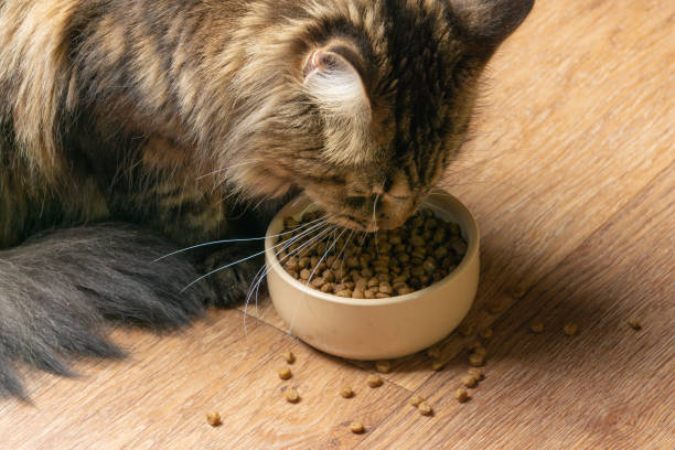 istock Beautiful fluffy cat eats from a beige bowl. Top veiw 1136852668