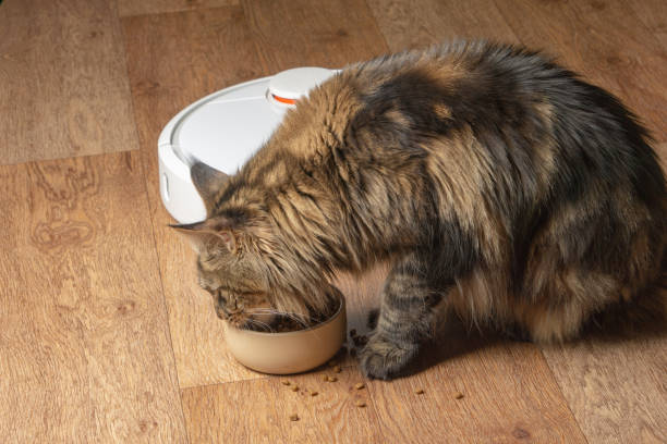 istock Cat eats from a bowl on the background of a robot vacuum cleaner 1136852704