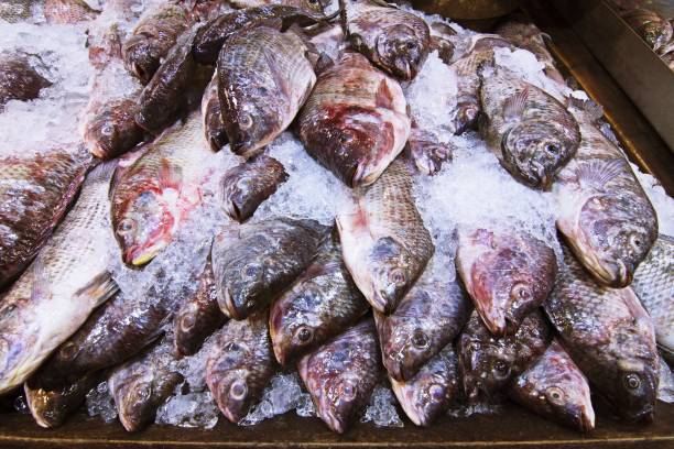 istock Fresh fish on ice - Bangkok fish market. 1136853322