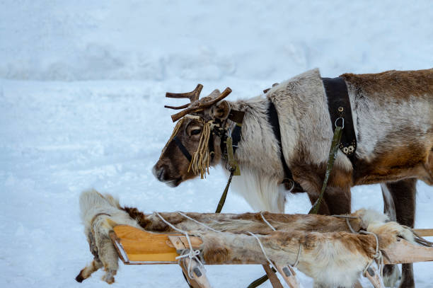 istock Siberian deers in harness with sleigh 1136853694