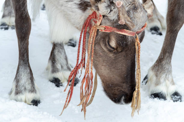 istock Siberian deers in harness with sleigh 1136853809