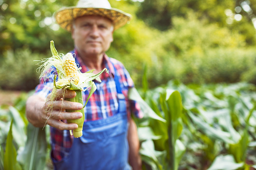 Mature farmer inspecting corn field