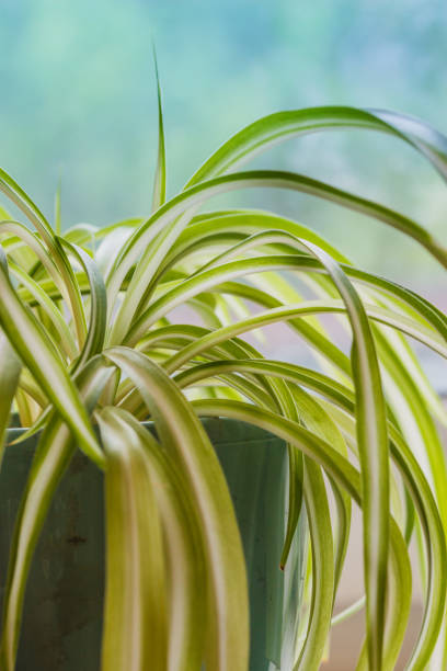 istock Chlorophytum, indoor potted plant, close-up blue background - image 1136854474