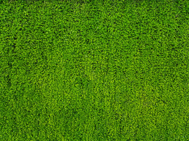 istock lush green leaves vertical plant garden backdrop background 1136855574