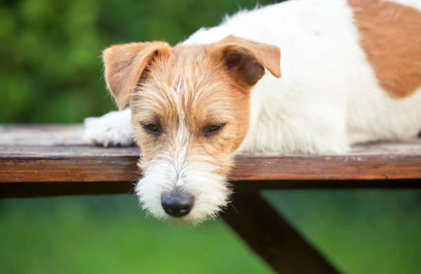istock Cute lazy pet dog resting on a bench 1136855648