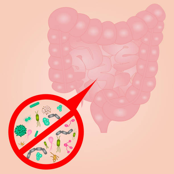 illustrazioni stock, clip art, cartoni animati e icone di tendenza di stop crescita batterica nel segno dell'intestino tenue - alimentary