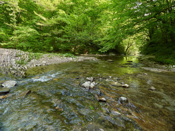 istock The mountain river in a stony channel flows through a dense green forest. 1136855689