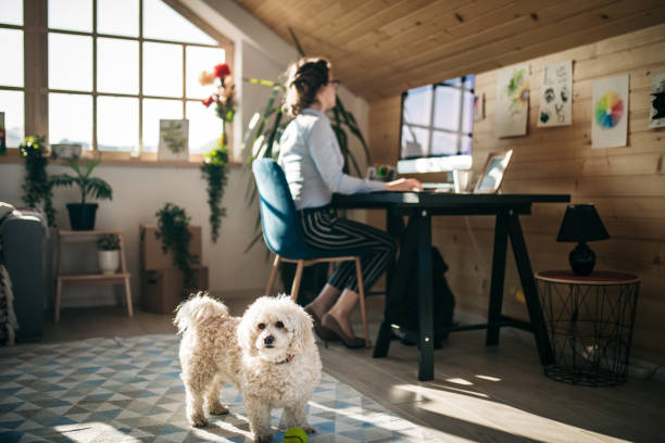 istock Businesswoman Working In Pet Friendly Office 1136856453
