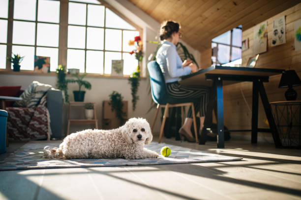 istock Businesswoman Working In Pet Friendly Office 1136856512