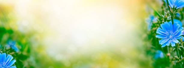 istock Bright flowers of chicory 1136858455