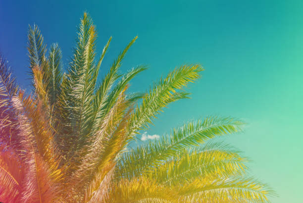 istock Green branches of a palm tree on a background blue sky with clouds 1136858472