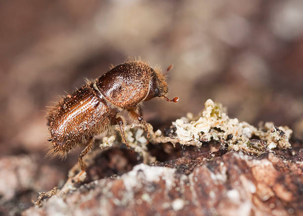 istock Extreme close-up of a Bark borer 113685874