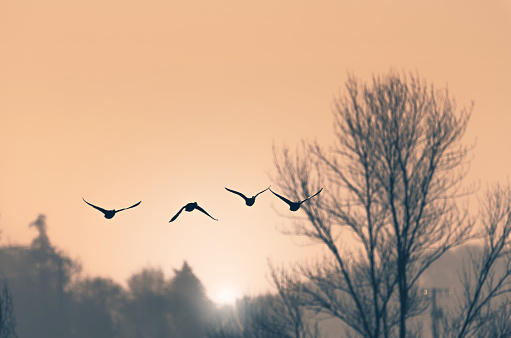 ducks flying away in the sunset