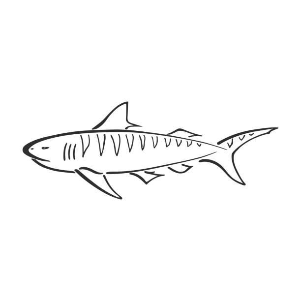 Tiger shark character abstract ink hand drawn vector logo cartoon. Simplified retro illustration. Ocean blue. Sea animal curve paint sign. Doodle sketch. Element for design, wallpaper, fabric print. Tiger shark character abstract ink hand drawn vector logo cartoon. Simplified retro illustration. Ocean blue. Sea animal curve paint sign. Doodle line sketch. Element design, wallpaper, fabric print. tiger shark stock illustrations