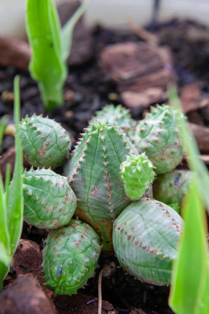 vista ravvicinata euphorbia obesa monstruosa - euphorbiaceae foto e immagini stock