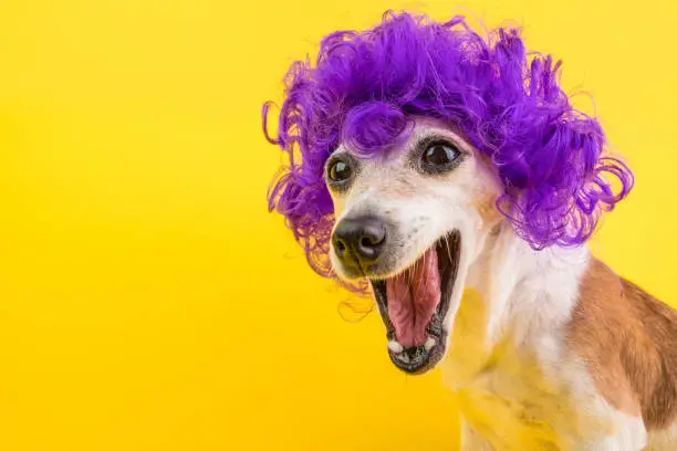 Photo of Surprised dog face in lilac curly wig. Yellow bright background. Emotional pet muzzle.