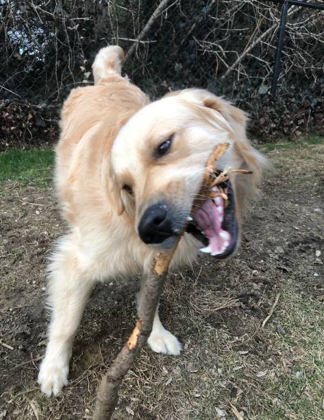 istock Golden Retriever with stick 1136862946