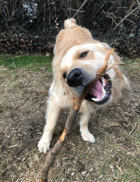 istock Golden Retriever with stick 1136862960