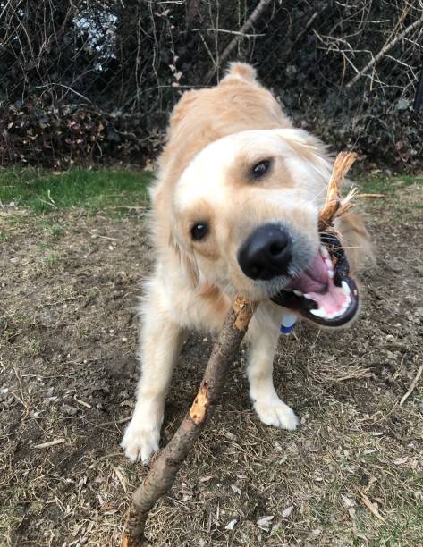istock Golden Retriever with stick 1136862963