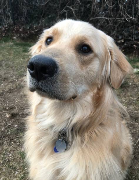 istock Golden Retriever Outside 5 1136862971