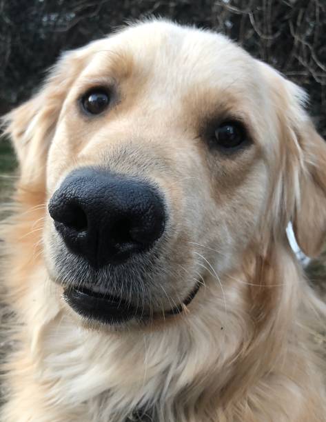istock Golden Retriever Outdoors 1 1136863025