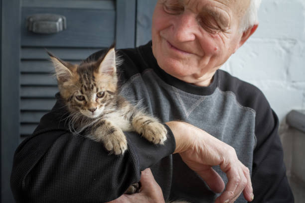 istock An elderly man holds a Maine Coon kitten and smiles to him, selective focus. 1136863933