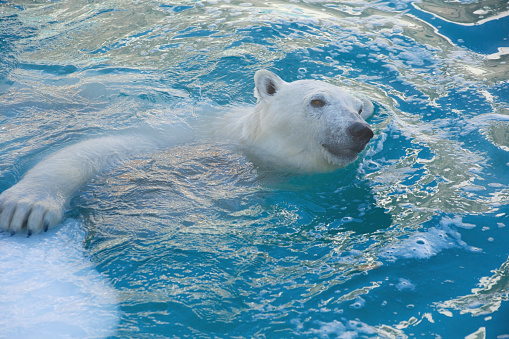 Big polar bear is swimming in the water. Ursus maritimus or Thalarctos Maritimus. Animals in wildlife.