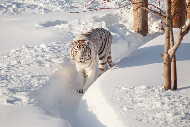 istock Wild white bengal tiger is walking on a white snow. 1136865914