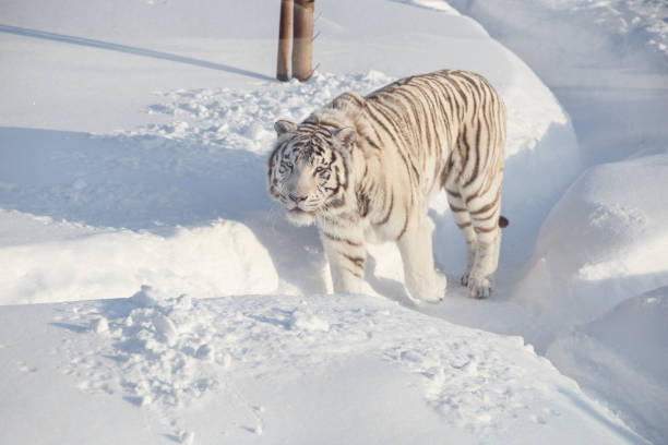 istock Wild white bengal tiger is looking into the camera. 1136865930
