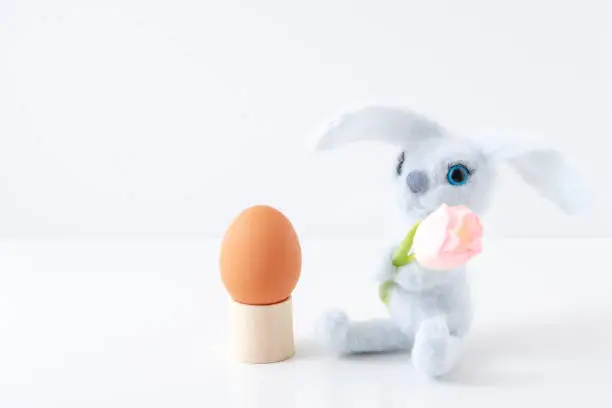 Photo of the blue rabbit holds one Tulip nearby stands one brown egg on a stand. The concept of Easter