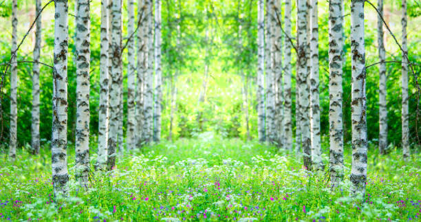 Summer birch forest view from Sotkamo, Finland.