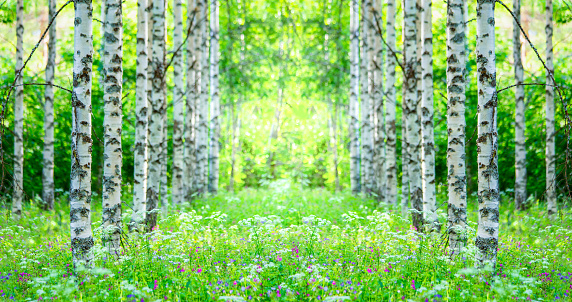 Summer birch forest view from Sotkamo, Finland.