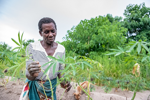 african senior woman checking quality cassava plant